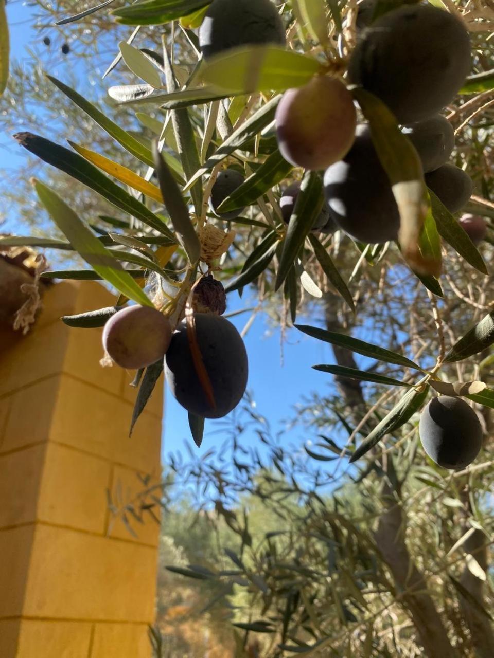 Fada Morgana Hotel Siwa Oasis Buitenkant foto